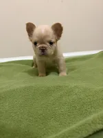 Isabella , a female French Bulldog for sale in Atlanta, GA – 8 of 10