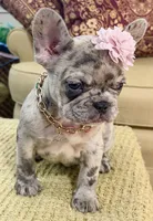 Freeza, a female French Bulldog for sale in Atlanta, GA – 2 of 10