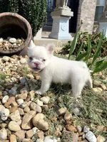 Cotton Ball, a female French Bulldog for sale in Atlanta, GA – 8 of 10