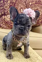 Tilly Milly, a female French Bulldog for sale in Atlanta, GA – 4 of 10