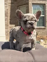 Freeza, a female French Bulldog for sale in Atlanta, GA – 8 of 10