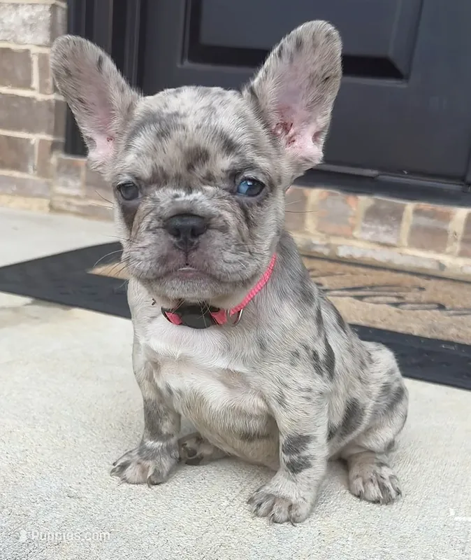 Freeza – French Bulldog puppy for sale in Atlanta, GA