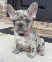 Freeza, a female French Bulldog for sale in Atlanta, GA – 1 of 10