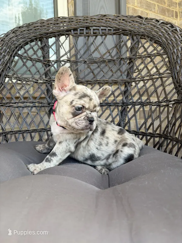 Freeza – French Bulldog puppy for sale in Snellville, GA
