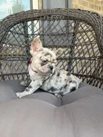 Freeza, a female French Bulldog for sale in Atlanta, GA – 4 of 10