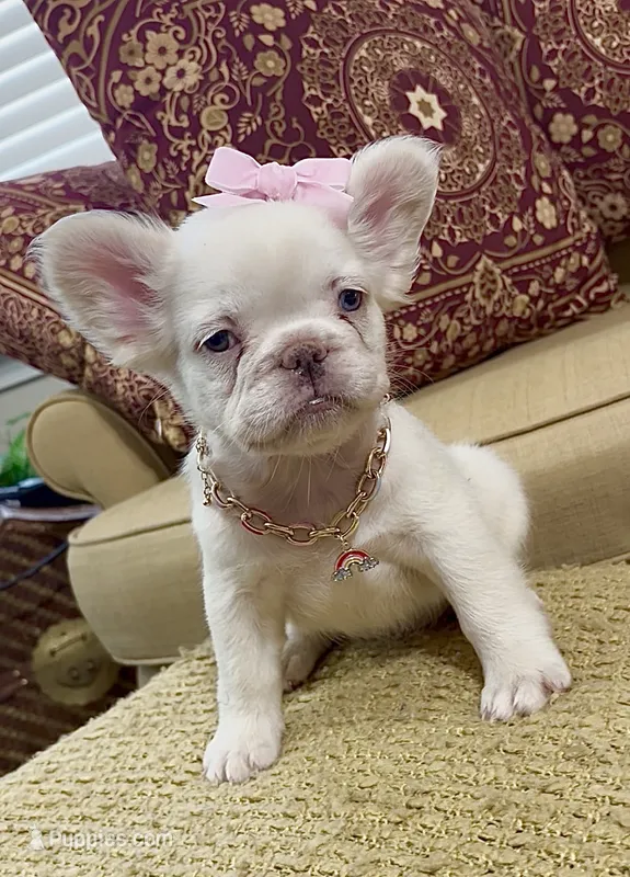 Cotton Ball – French Bulldog puppy for sale in Atlanta, GA