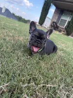 Shelby, a female French Bulldog for sale in Atlanta, GA – 8 of 10
