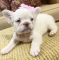 Cotton Ball, a female French Bulldog for sale in Atlanta, GA – 2 of 10