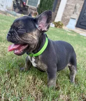Shelby, a female French Bulldog for sale in Atlanta, GA – 7 of 10