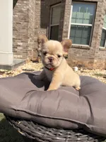 Isabella , a female French Bulldog for sale in Atlanta, GA – 7 of 10