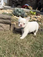 Cotton Ball, a female French Bulldog for sale in Atlanta, GA – 10 of 10