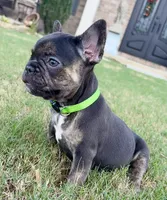 Shelby, a female French Bulldog for sale in Atlanta, GA – 3 of 10