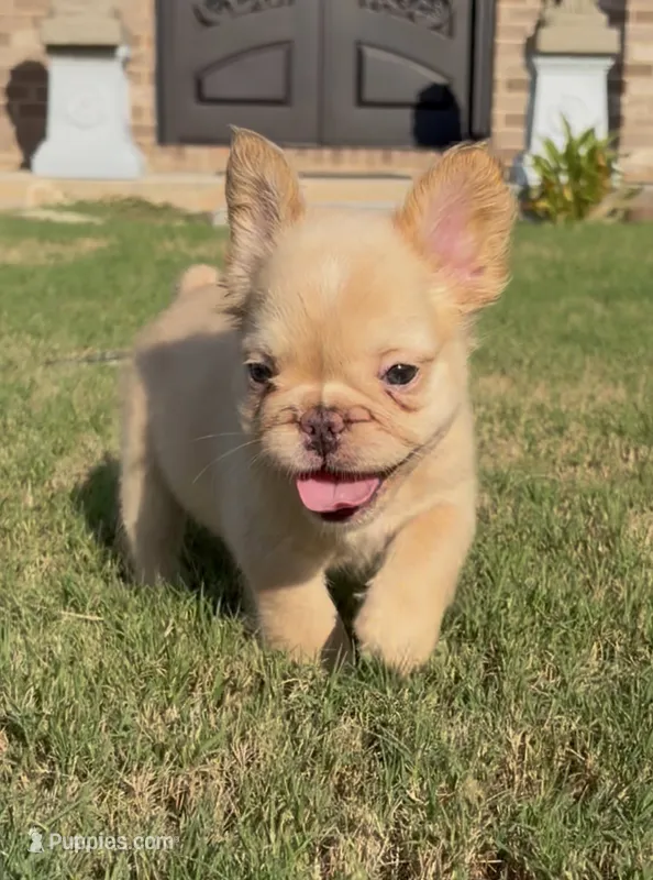 Isabella  – French Bulldog puppy for sale in Atlanta, GA