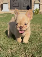 Isabella , a female French Bulldog for sale in Atlanta, GA – 1 of 10