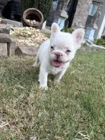 Cotton Ball, a female French Bulldog for sale in Atlanta, GA – 6 of 10