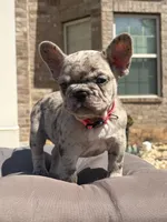 Freeza, a female French Bulldog for sale in Atlanta, GA – 7 of 10