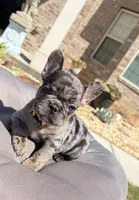 Tilly Milly, a female French Bulldog for sale in Atlanta, GA – 7 of 10