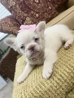 Cotton Ball, a female French Bulldog for sale in Atlanta, GA – 3 of 10