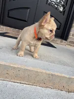 Isabella , a female French Bulldog for sale in Atlanta, GA – 6 of 10