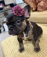 Shelby, a female French Bulldog for sale in Atlanta, GA – 6 of 10