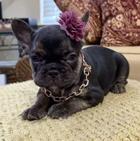 Shelby, a female French Bulldog for sale in Atlanta, GA – 1 of 10
