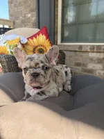 Freeza, a female French Bulldog for sale in Atlanta, GA – 10 of 10