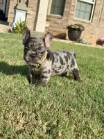 Tilly Milly, a female French Bulldog for sale in Atlanta, GA – 6 of 10