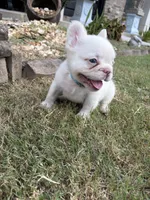 Cotton Ball, a female French Bulldog for sale in Atlanta, GA – 9 of 10