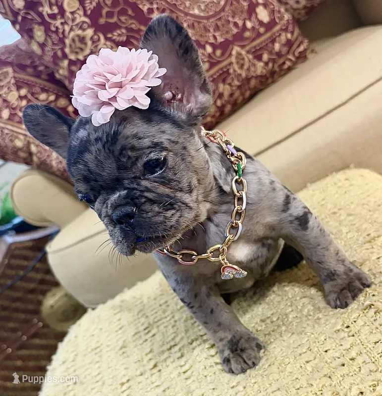 Tilly Milly – French Bulldog puppy for sale in Atlanta, GA