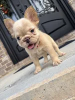 Isabella , a female French Bulldog for sale in Atlanta, GA – 5 of 10