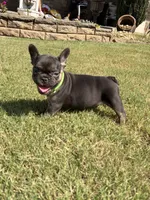 Shelby, a female French Bulldog for sale in Atlanta, GA – 9 of 10