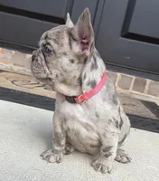 Freeza, a female French Bulldog for sale in Atlanta, GA – 5 of 10