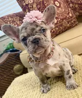 Freeza, a female French Bulldog for sale in Atlanta, GA – 3 of 10