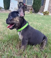 Shelby, a female French Bulldog for sale in Atlanta, GA – 2 of 10