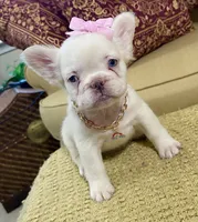 Cotton Ball, a female French Bulldog for sale in Atlanta, GA – 4 of 10