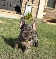 Tilly Milly, a female French Bulldog for sale in Atlanta, GA – 5 of 10