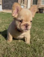 Isabella , a female French Bulldog for sale in Atlanta, GA – 3 of 10