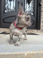 Freeza, a female French Bulldog for sale in Atlanta, GA – 9 of 10