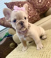 Isabella , a female French Bulldog for sale in Atlanta, GA – 2 of 10