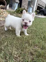 Cotton Ball, a female French Bulldog for sale in Atlanta, GA – 5 of 10