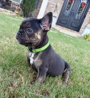 Shelby, a female French Bulldog for sale in Atlanta, GA – 5 of 10