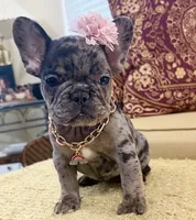 Tilly Milly, a female French Bulldog for sale in Atlanta, GA – 2 of 10