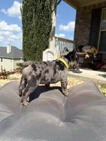 Tilly Milly, a female French Bulldog for sale in Atlanta, GA – 9 of 10