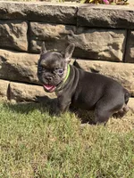 Shelby, a female French Bulldog for sale in Atlanta, GA – 10 of 10