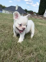 Cotton Ball, a female French Bulldog for sale in Atlanta, GA – 7 of 10