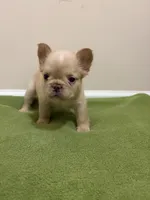 Isabella , a female French Bulldog for sale in Atlanta, GA – 9 of 10