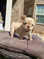 Isabella , a female French Bulldog for sale in Atlanta, GA – 10 of 10