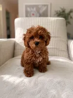 Pam Pam, a female Poodle - Toy  for sale in Princeton, NJ – 1 of 4