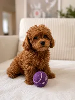 Coco, a female Poodle - Toy  for sale in Princeton, NJ – 1 of 5
