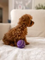 Coco, a female Poodle - Toy  for sale in Princeton, NJ – 2 of 5